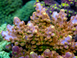 FK Gold Radiance Acropora (Cut-To-Order, Signature Coral)