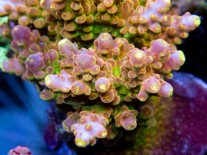 FK Gold Radiance Acropora (Cut-To-Order, Signature Coral)