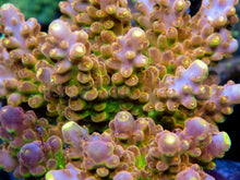 Load image into Gallery viewer, FK Gold Radiance Acropora (Cut-To-Order, Signature Coral)