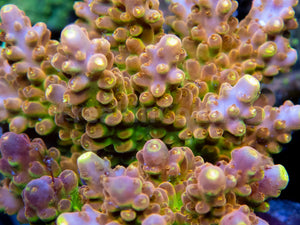 FK Gold Radiance Acropora (Cut-To-Order, Signature Coral)