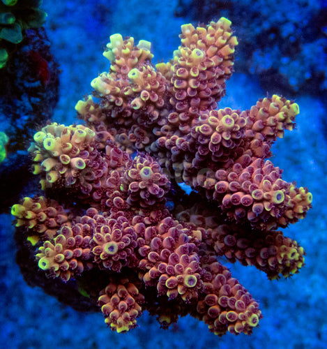 FK Crimson Blaze Acropora (Cut-To-Order, Signature Coral)