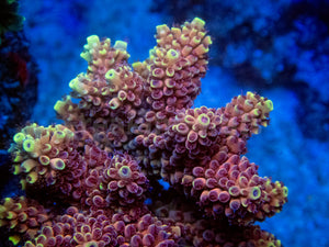 FK Crimson Blaze Acropora (Cut-To-Order, Signature Coral)