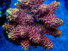 Load image into Gallery viewer, FK Crimson Blaze Acropora (Cut-To-Order, Signature Coral)