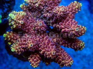 FK Crimson Blaze Acropora (Cut-To-Order, Signature Coral)