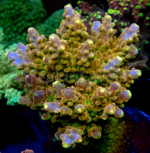 FK Gold Radiance Acropora (Cut-To-Order, Signature Coral)