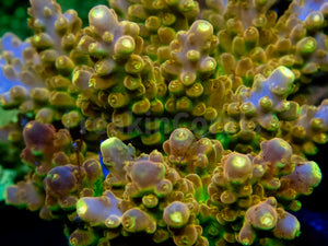 FK Gold Radiance Acropora (Cut-To-Order, Signature Coral)