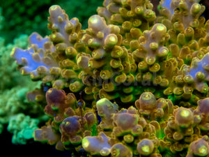 FK Gold Radiance Acropora (Cut-To-Order, Signature Coral)