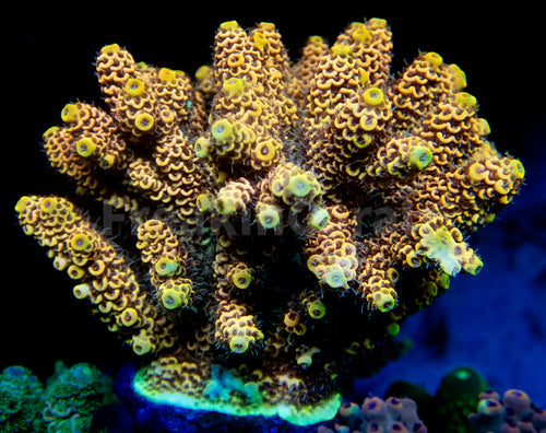 FK Golden Flame Millepora Acropora (Cut-To-Order, Signature Coral)