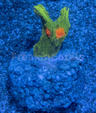 Carregar imagem no visualizador da galeria, Jason Fox Space Invader Pectinia (USA Signature Coral)