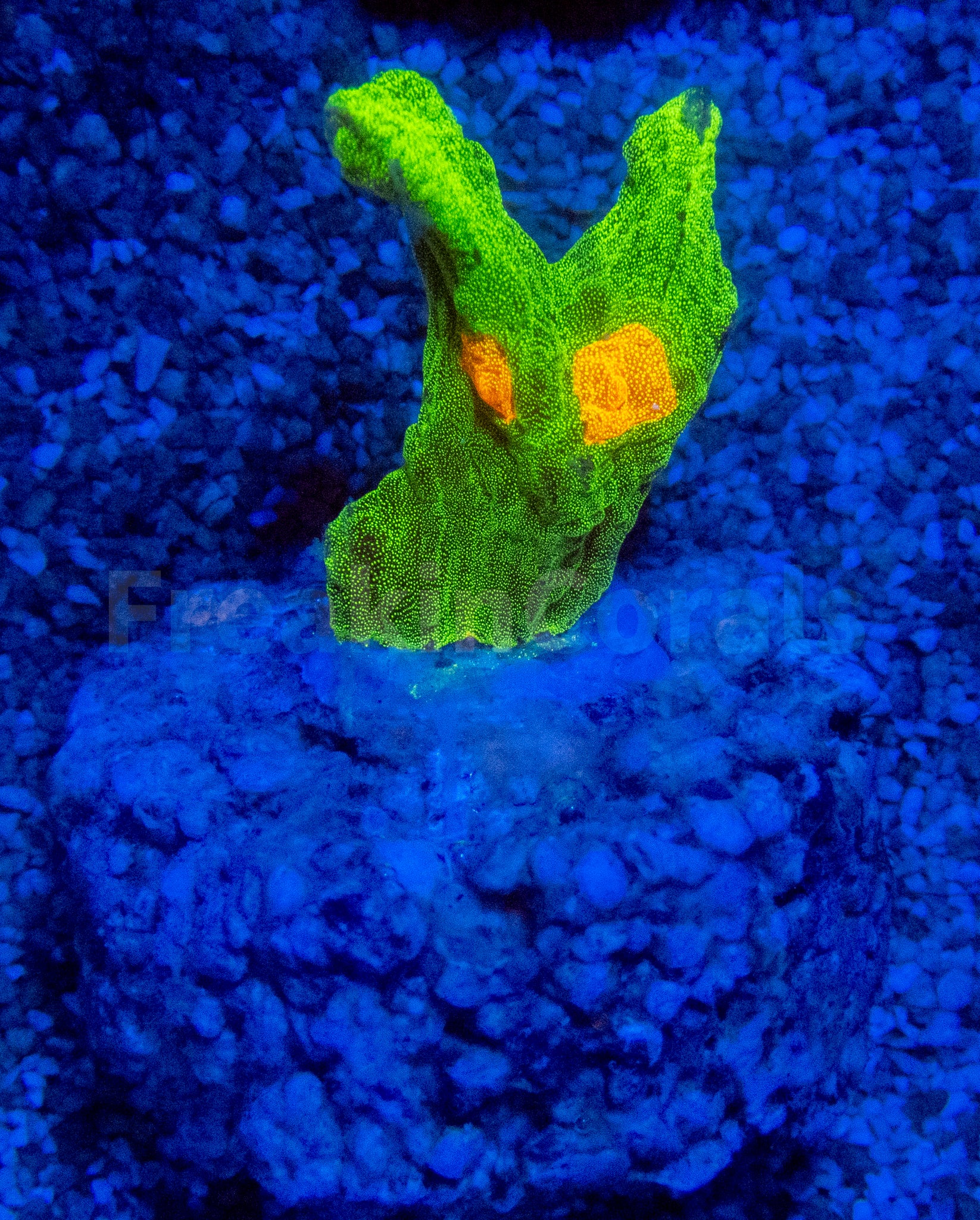 Jason Fox Space Invader Pectinia (USA Signature Coral