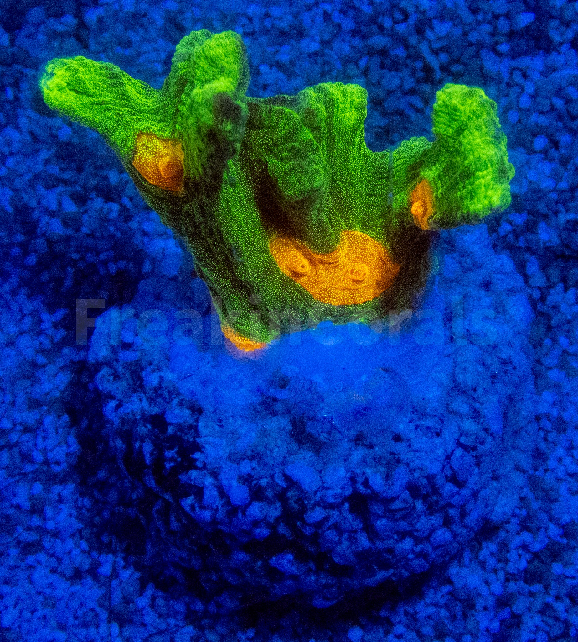 coral！！ Jason Fox Space Invader Pectinia (USA Signature Coral