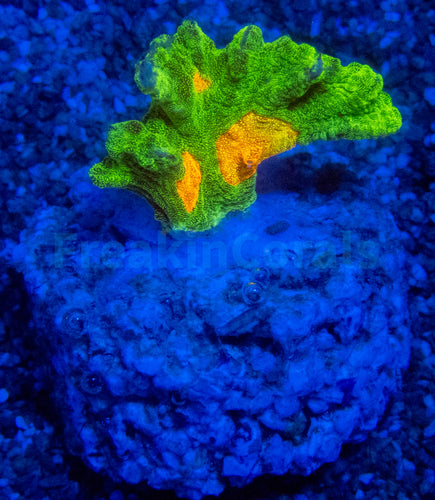Jason Fox Space Invader Pectinia (USA Signature Coral)