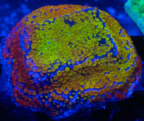 FK Encrusting Montipora Pack (5 Stunning Montiporas)