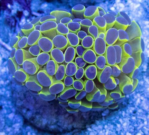 FK Blue Tip Paraancora Euphyllia FK1288