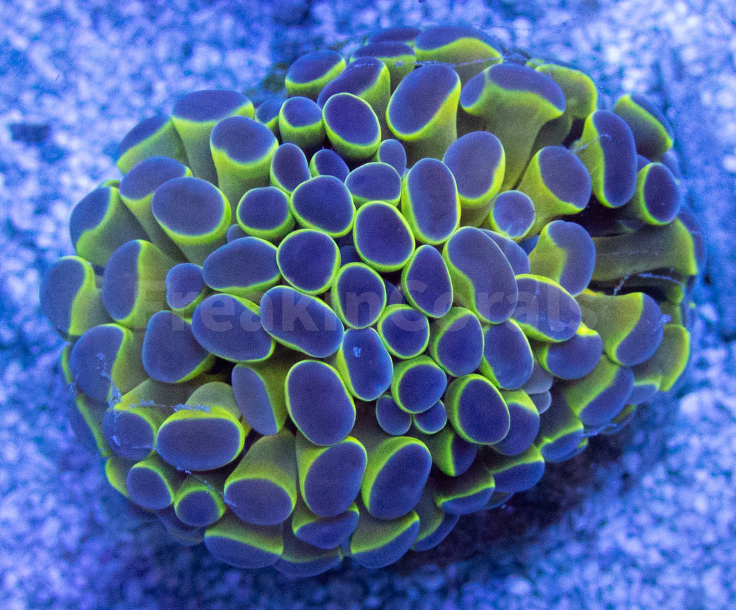 FK Blue Tip Paraancora Euphyllia FK1170