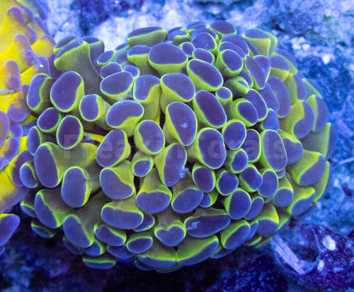 FK Blue Tip Paraancora Euphyllia FK1380