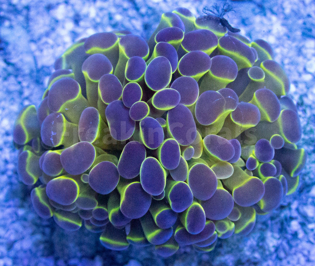 FK Blue Tip Paraancora Euphyllia FK1132