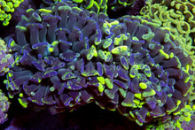 Load image into Gallery viewer, FK Toxic Green Blotchy Euphyllia FK1095