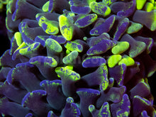 Load image into Gallery viewer, FK Toxic Green Blotchy Euphyllia FK1095