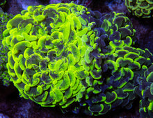 Load image into Gallery viewer, FK Toxic Green Blotchy Euphyllia FK1831