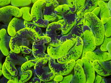 Load image into Gallery viewer, FK Toxic Green Blotchy Euphyllia FK1831