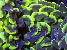 Load image into Gallery viewer, FK Toxic Green Blotchy Euphyllia FK1831