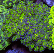 Load image into Gallery viewer, FK Toxic Green &amp; Blue Paradivisa Euphyllia FK1822