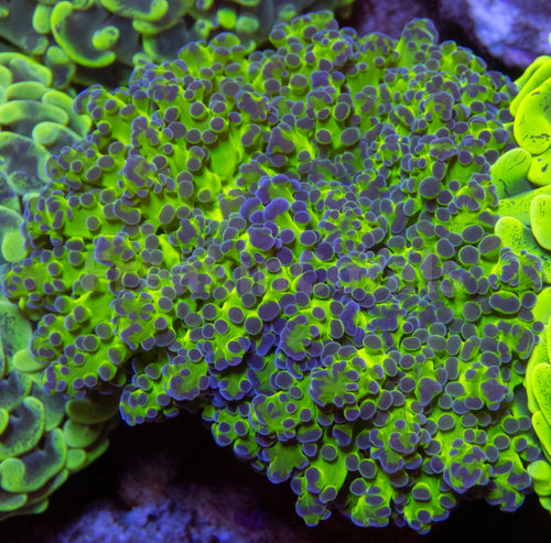 FK Toxic Green & Blue Paradivisa Euphyllia FK1822