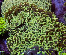 Load image into Gallery viewer, FK Toxic Green Ancora Euphyllia FK1917