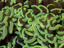 Load image into Gallery viewer, FK Toxic Green Ancora Euphyllia FK1917