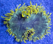 Carregar imagem no visualizador da galeria, Catalaphyllia jardinei “Chernobyl”