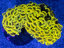 Carregar imagem no visualizador da galeria, Euphyllia ancora “Banana Ultra Yellow”
