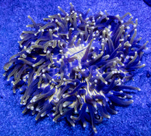 Load image into Gallery viewer, Heliofungia actiniformis Gold