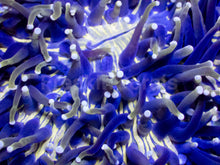 Load image into Gallery viewer, Heliofungia actiniformis Gold