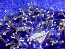 Load image into Gallery viewer, Heliofungia actiniformis Gold