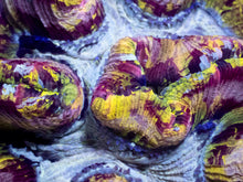 Carregar imagem no visualizador da galeria, Welsophyllia “Rainbow Dream”