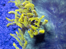 Carregar imagem no visualizador da galeria, Catalaphyllia jardinei “Chernobyl”