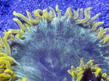 Carregar imagem no visualizador da galeria, Catalaphyllia jardinei “Chernobyl”