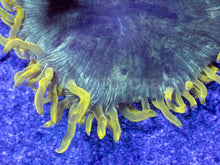 Carregar imagem no visualizador da galeria, Catalaphyllia jardinei “Chernobyl”