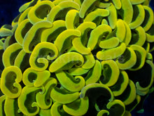 Carregar imagem no visualizador da galeria, Euphyllia ancora “Banana Ultra Yellow”