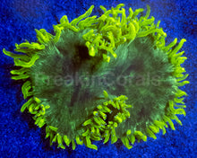 Carregar imagem no visualizador da galeria, Catalaphyllia jardinei “Chernobyl”