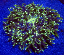 Load image into Gallery viewer, Heliofungia actiniformis Gold