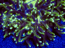 Load image into Gallery viewer, Heliofungia actiniformis Gold