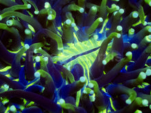 Load image into Gallery viewer, Heliofungia actiniformis Gold