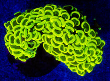 Carregar imagem no visualizador da galeria, Euphyllia ancora “Banana Ultra Yellow”