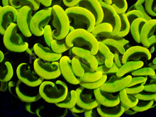 Carregar imagem no visualizador da galeria, Euphyllia ancora “Banana Ultra Yellow”
