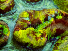 Carregar imagem no visualizador da galeria, Welsophyllia “Rainbow Dream”