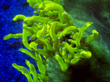 Carregar imagem no visualizador da galeria, Catalaphyllia jardinei “Chernobyl”