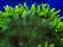Carregar imagem no visualizador da galeria, Catalaphyllia jardinei “Chernobyl”