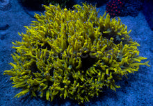 Load image into Gallery viewer, Catalaphyllia jardinei XL “Chernobyl Ultra Toxic Yellow”